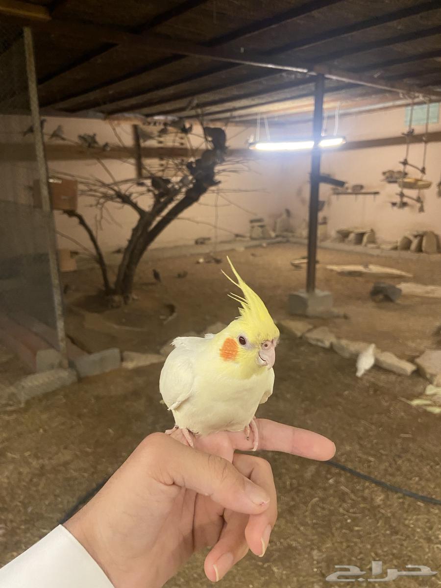 كروان اليف64288026373123111