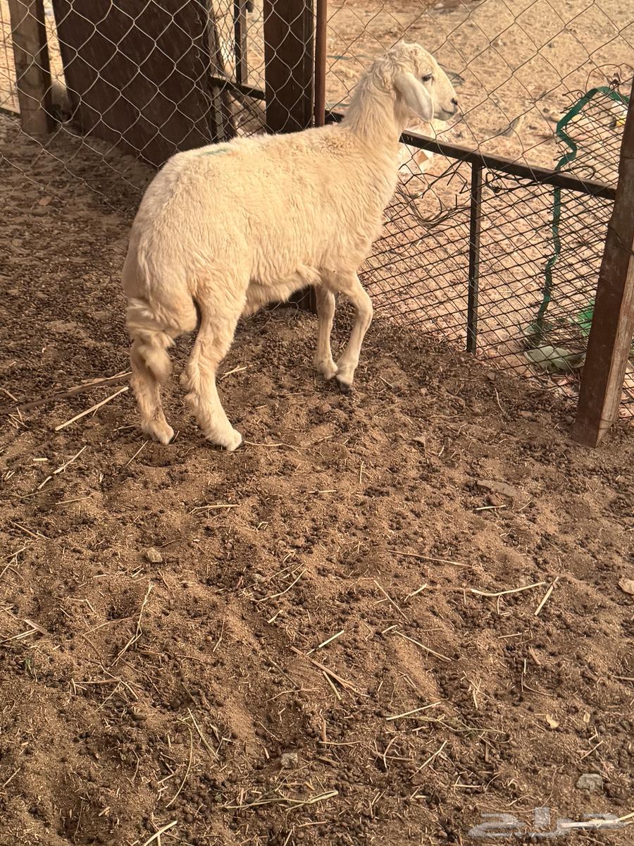 طلي حري تم البيع64267039399425111