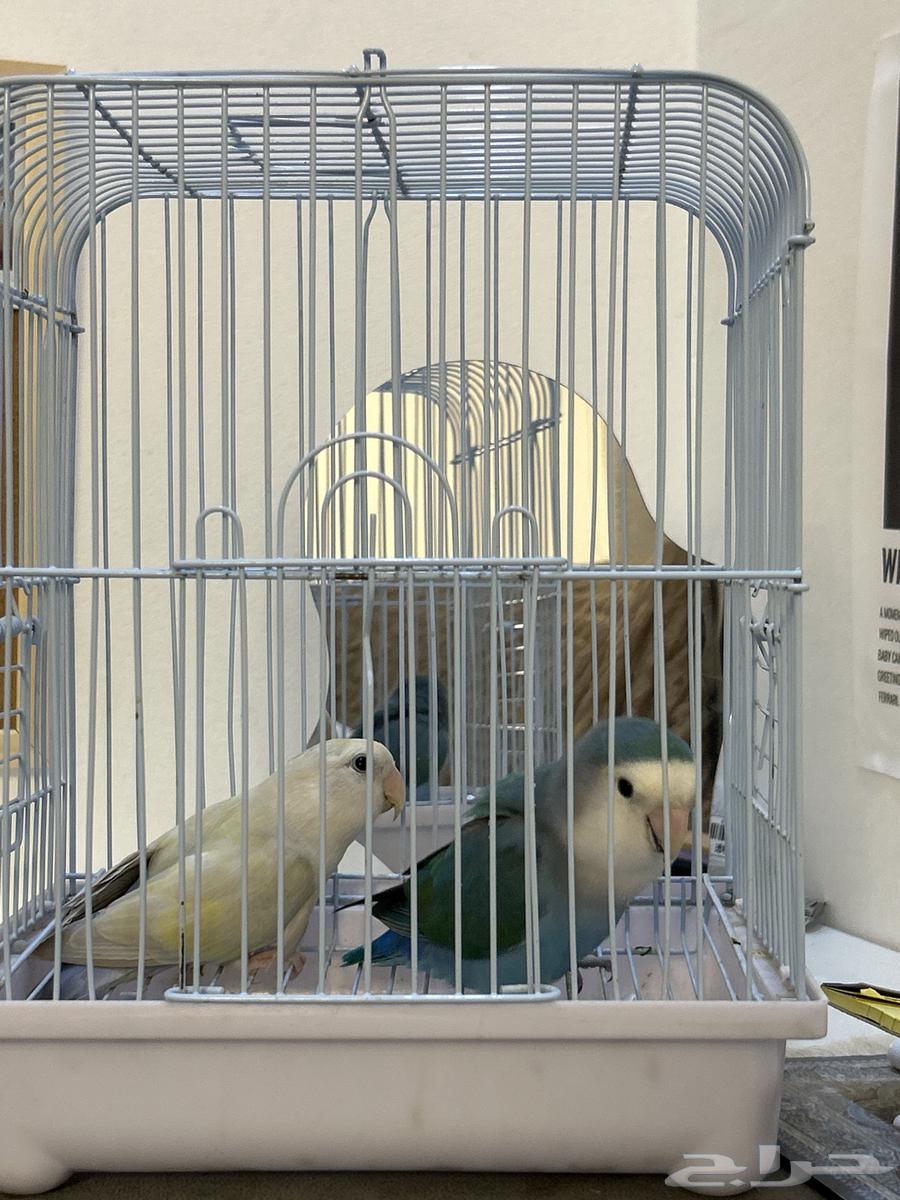 طيور روز زوج64258390843137110