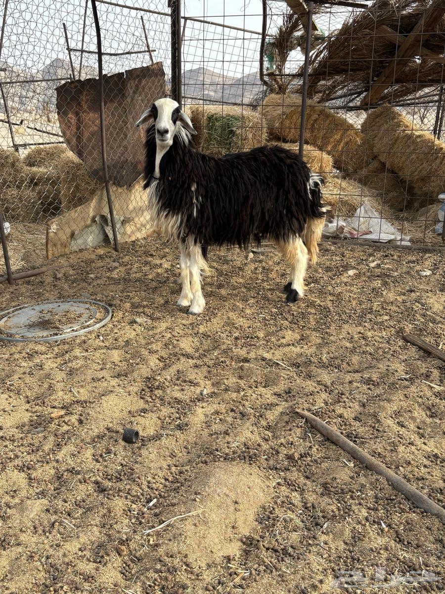 رخل للبيع64262195229315114