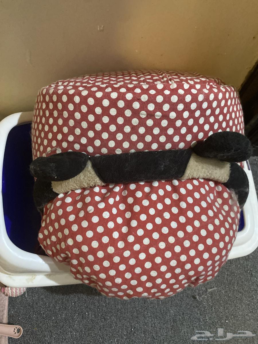 ليتر بوكس   بيت قطو مع مخده للقطط64263035155714110