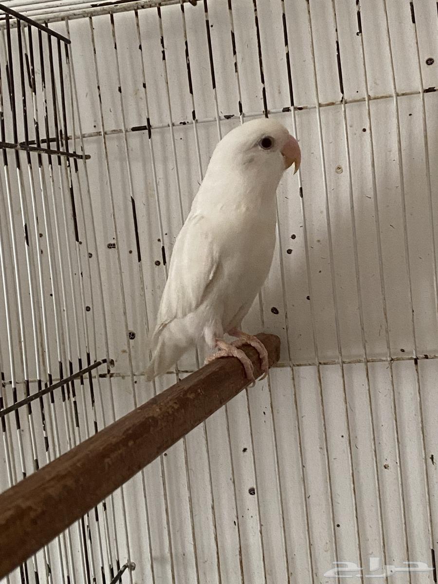 Al-Bayno Safi Rose Comb64262207750657112