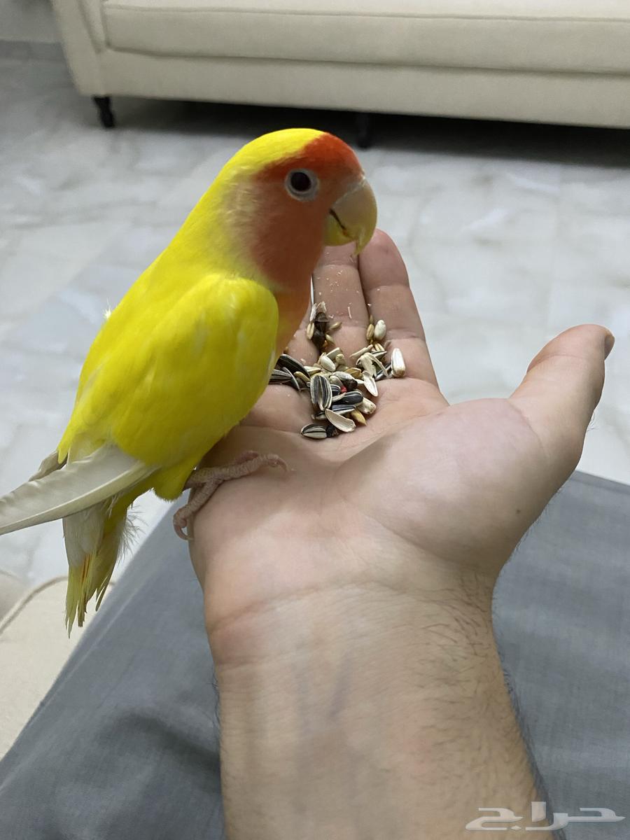 طير روز للبيع64251879451395113