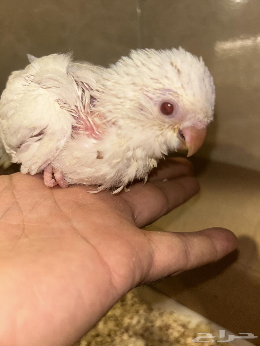 تم البيع   فرخ كويكر ابيض البينو تم  ..تم البيع64268891574657114