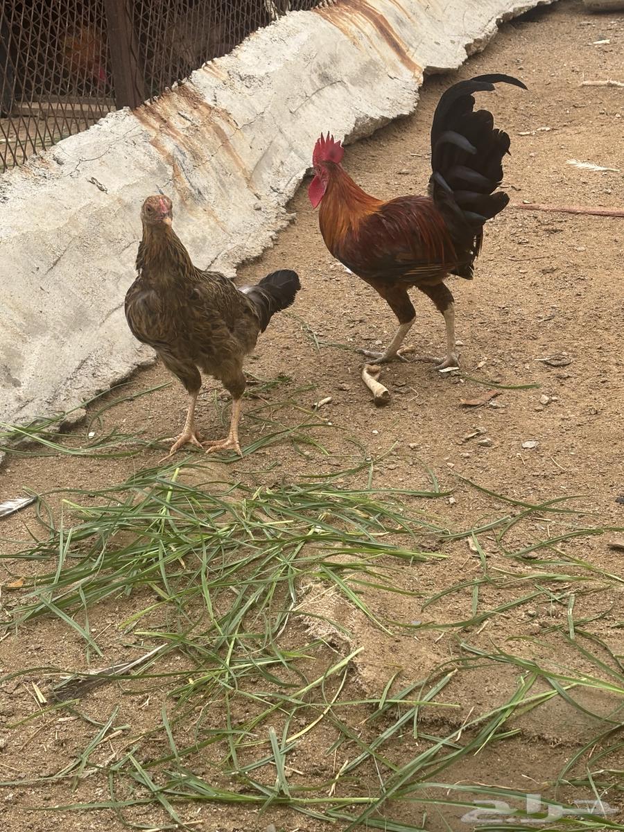 اللبيع ديك ودجاج64263909688449110