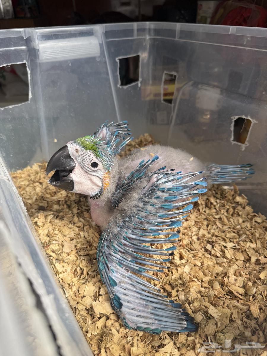 فرخ مكاو بلو اند قولد64268065120131114