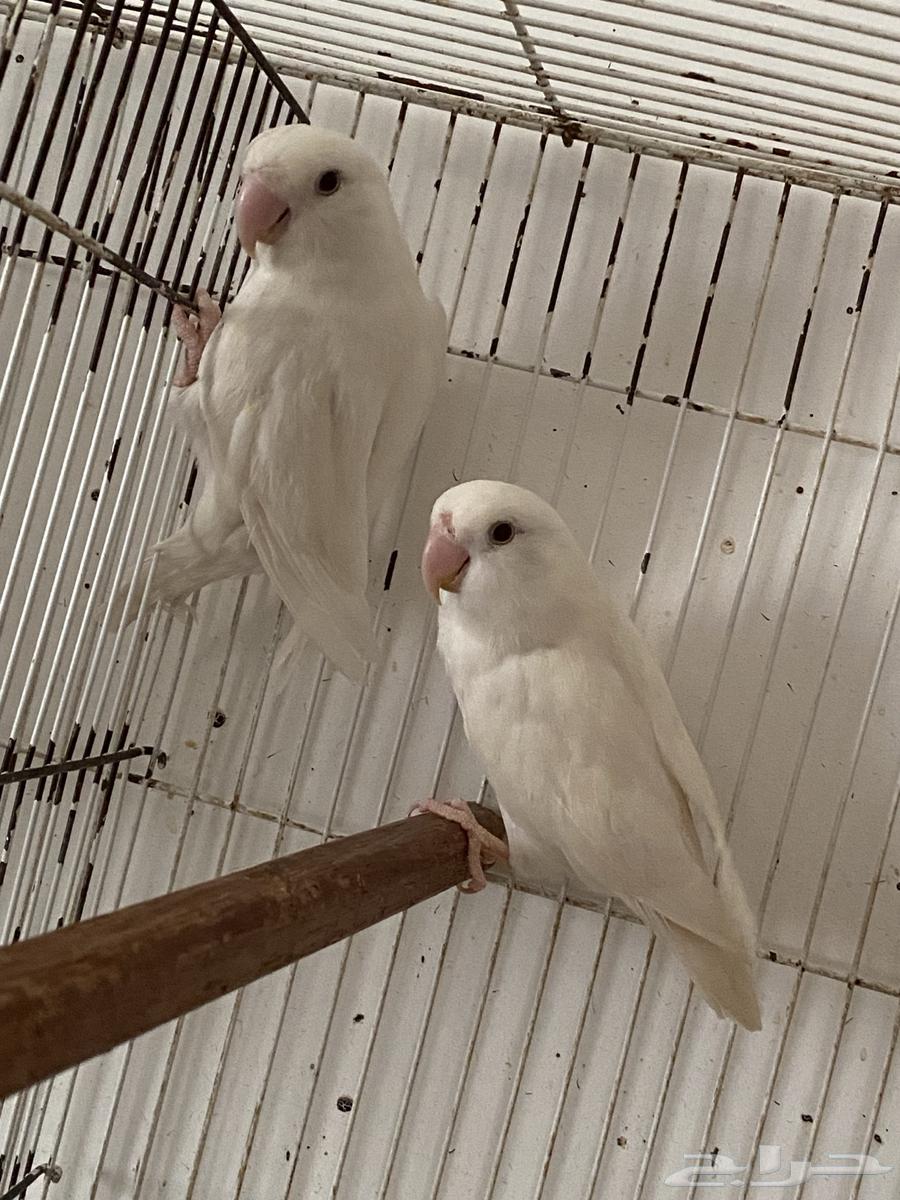 Al-Bayno Safi Rose Comb64262207750657110