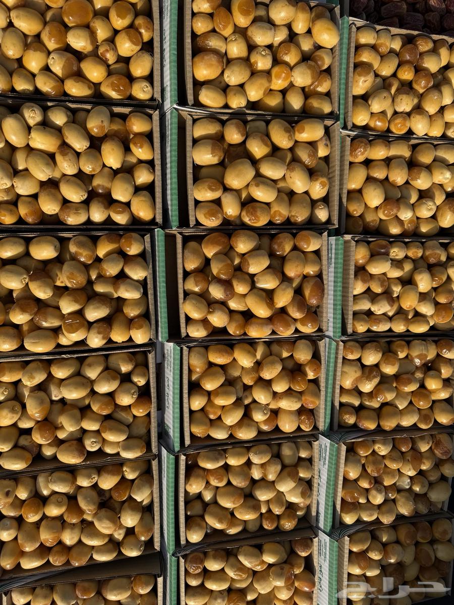 سلاطين خراف اليوم64270653017090110