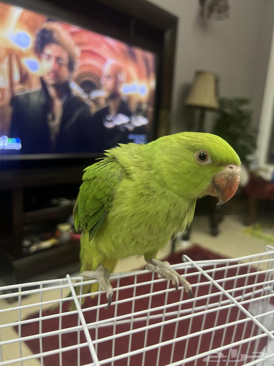 فرخ ببغاء دره توه مفطوم اليف ويطلع على اليد ومعه اغراضه64257070939905112