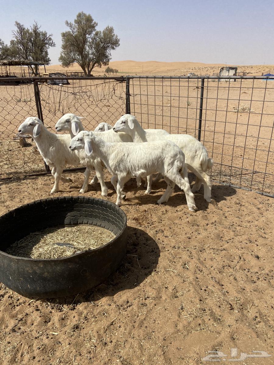 رخال حريه( تم البيع )64262852087043112