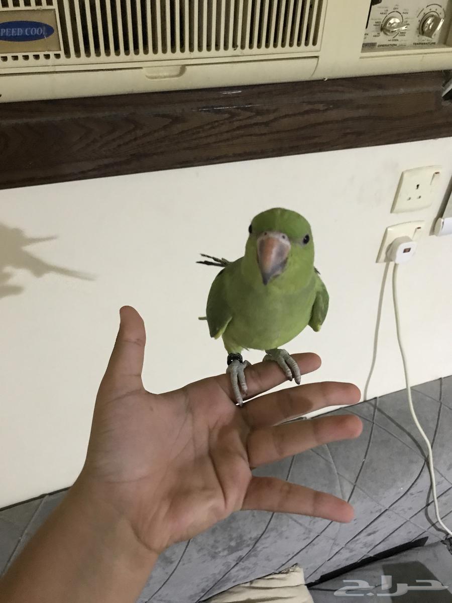 ببغاء دره هندي وقفص كبير64261855302530110