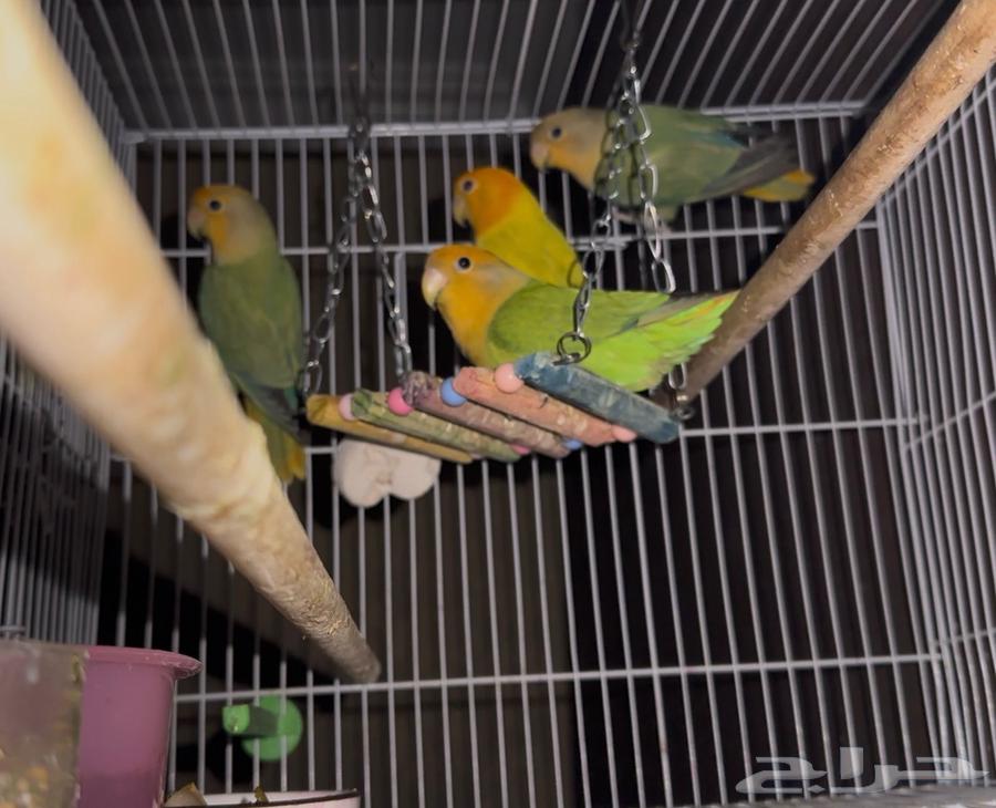 جوز روز منتج64258062604801111