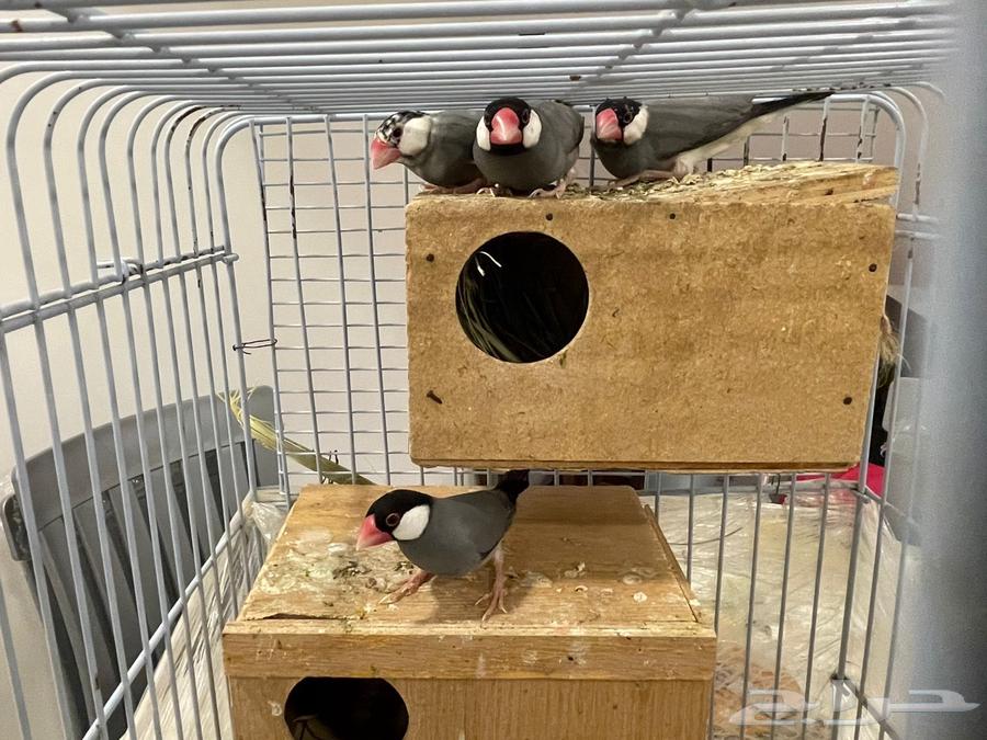 Java breeders on request64257740795522112