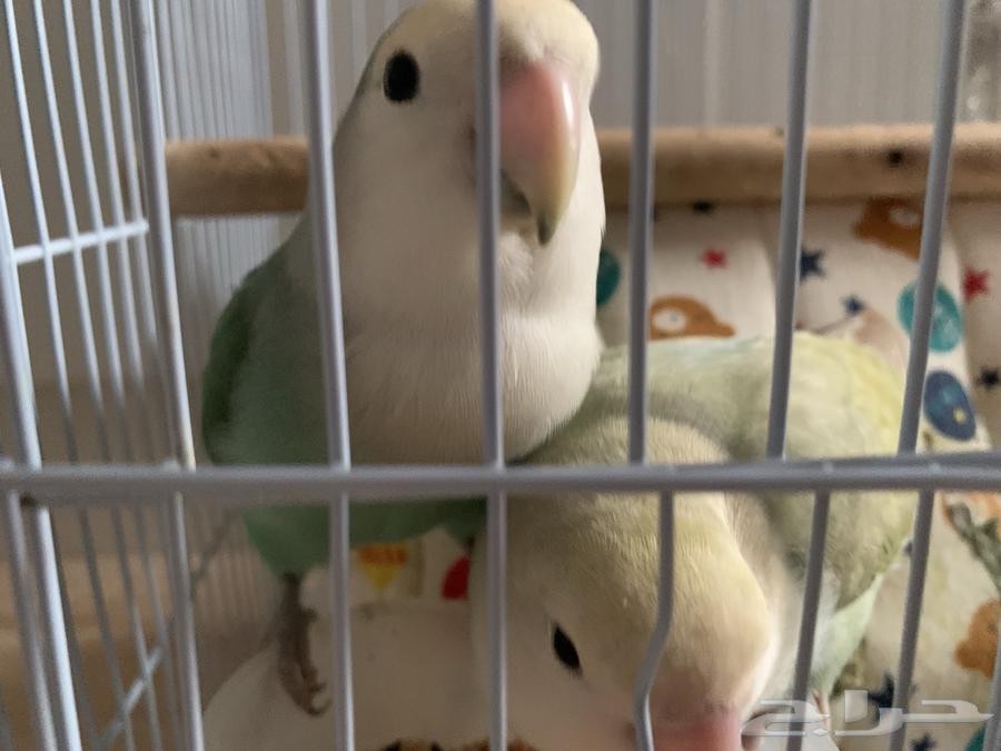 طير روز زوج ذكر وانثى64395615392258110