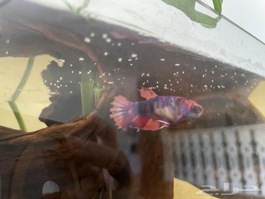 سمك فايتر بيتا الوان مميزة جدا64258880250114111