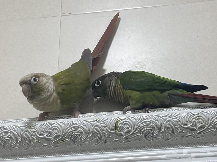 Junior saddle for sale64264980457729111