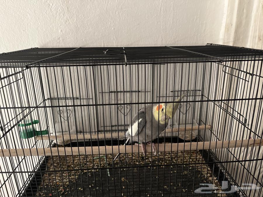 كروان البيع على السوم نص ولفه64262851860227111