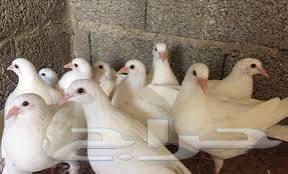 مطلوب حمام فرنسي سوير للبيع64271774040193110