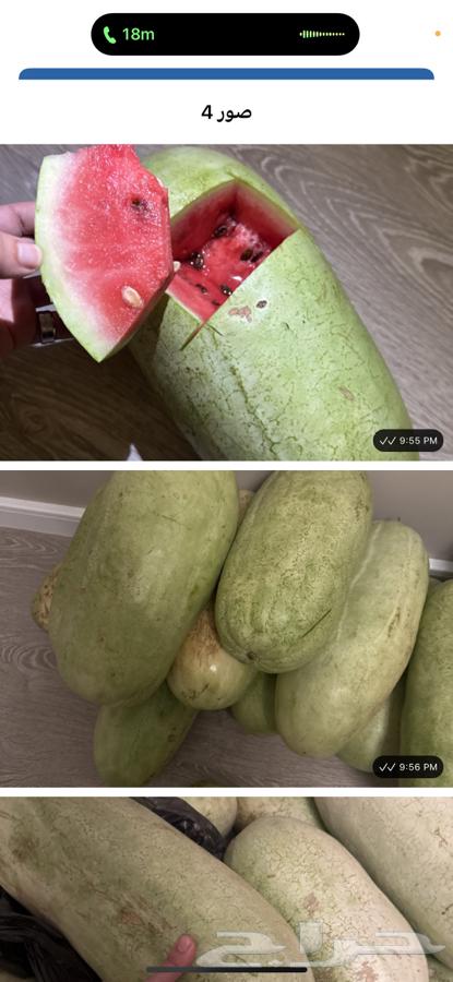 حبحب الجوف شرط على السكين64228386253698111