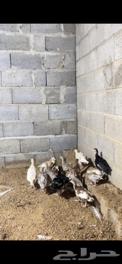 فروخ صوص دجاج رومي64257389419521113