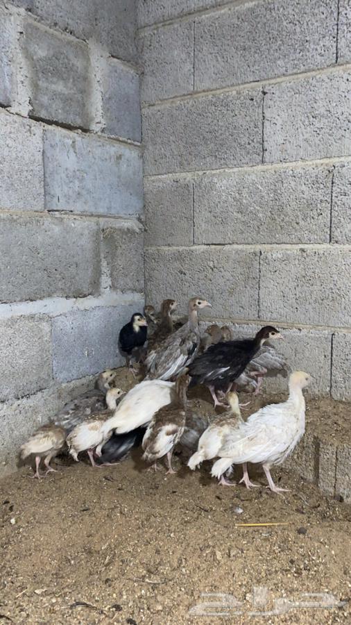 فروخ صوص دجاج رومي64257389419521114