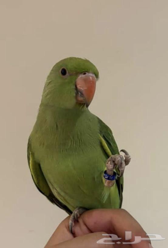 انثى دره اليفه متكلمه عاليد هدد64264797792386110