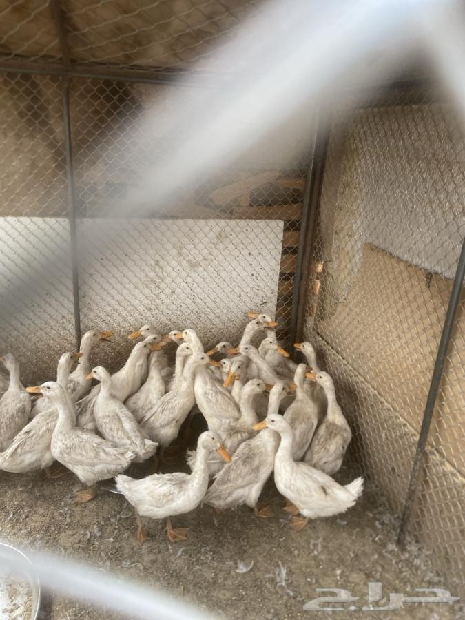 بط بكيني عمره من 3 شهور وفوق64267701655554111