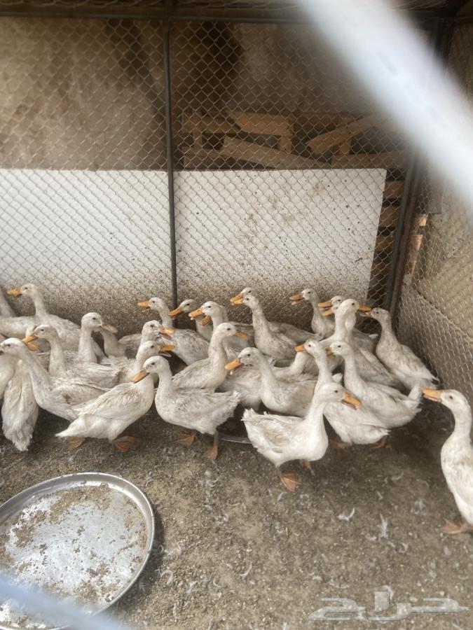 بط بكيني عمره من 3 شهور وفوق64267701655554110