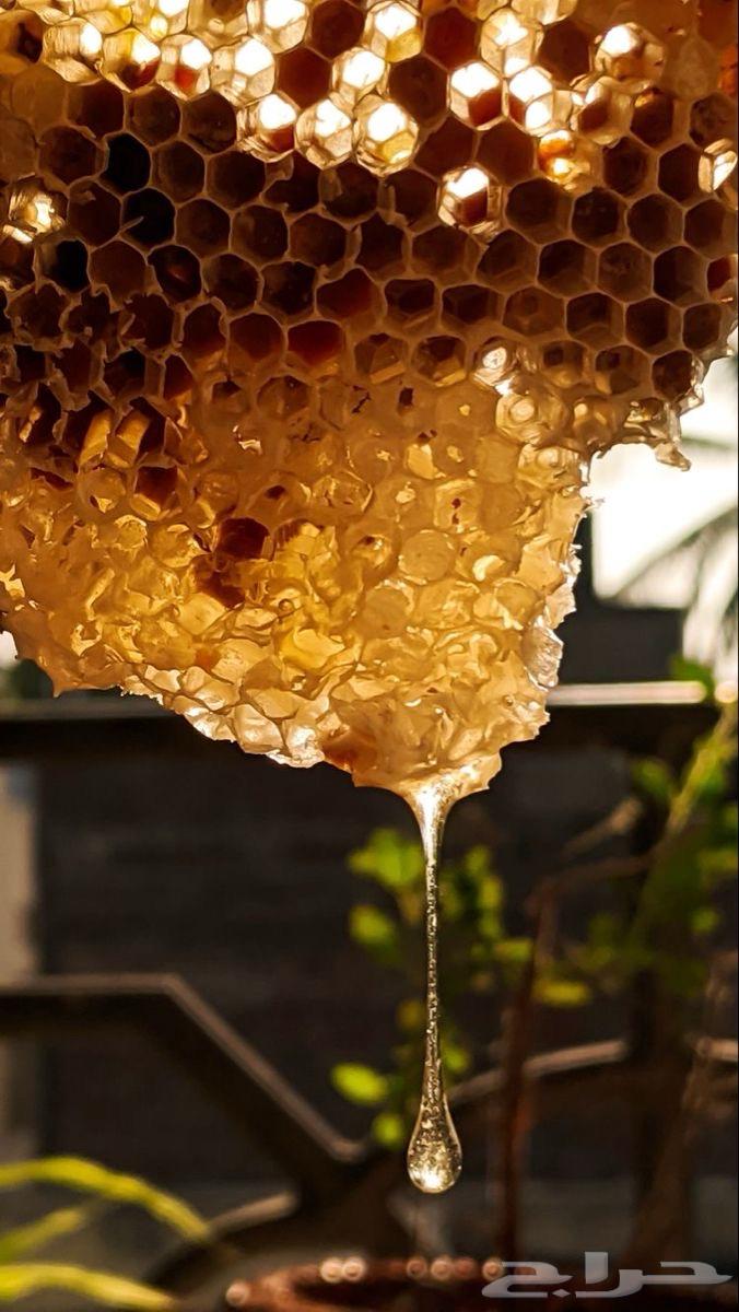 عسل سمر انتاج جديد 2025 م ( مشروط )64259822110082110