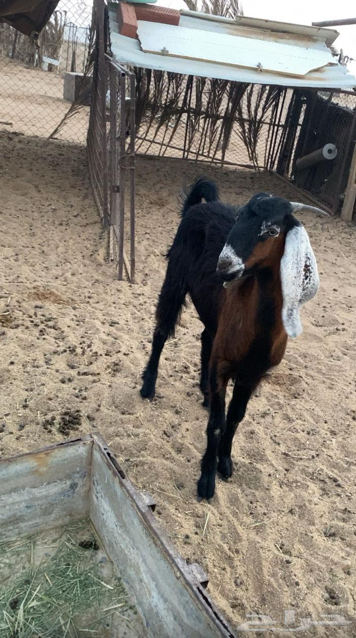 For sale: young she-camel (Jadha)64289328144513110