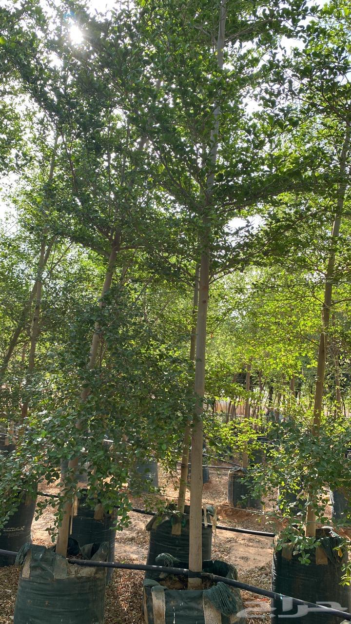 شجار ترمناليا منتالي64265166156417110