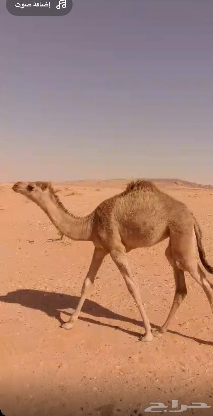 البيع بكره عل السوم64258880091395110