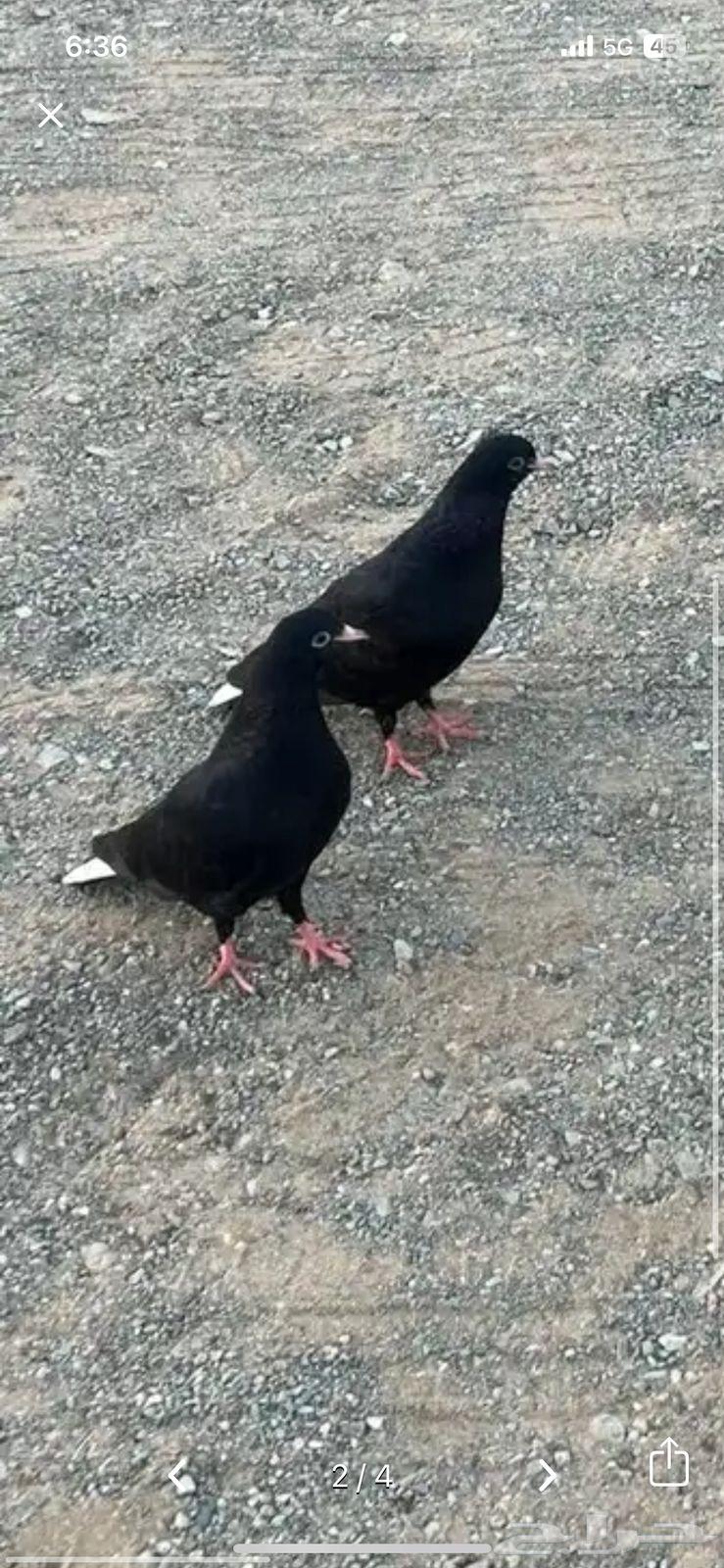 حمام قطيفي للبيع الموقع املج64262517205633111