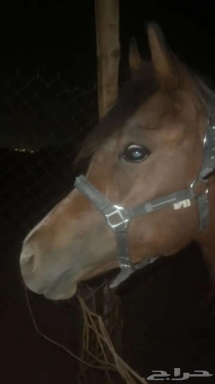 مهر واهو كفو64262852056449111