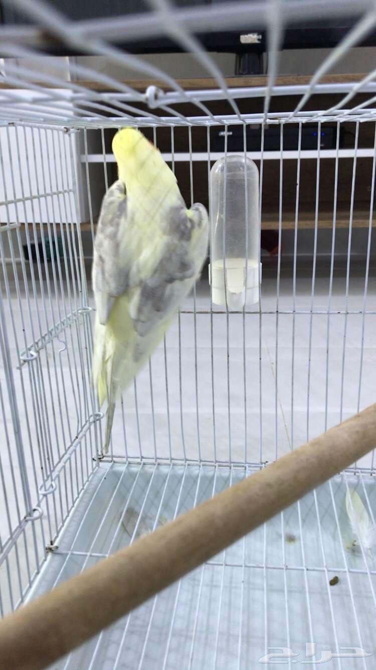 البيع كروان64270217205122111