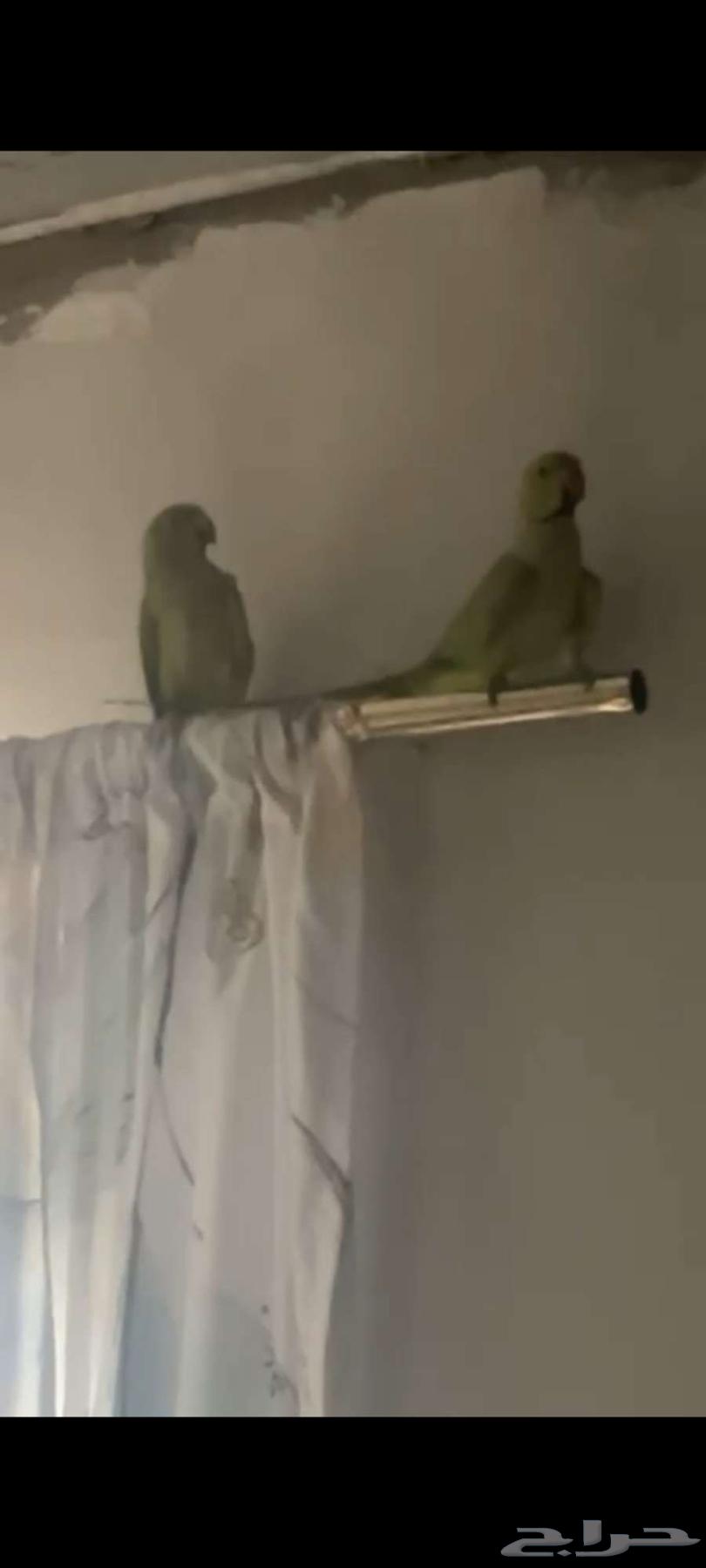 درة هندي64265468509570110