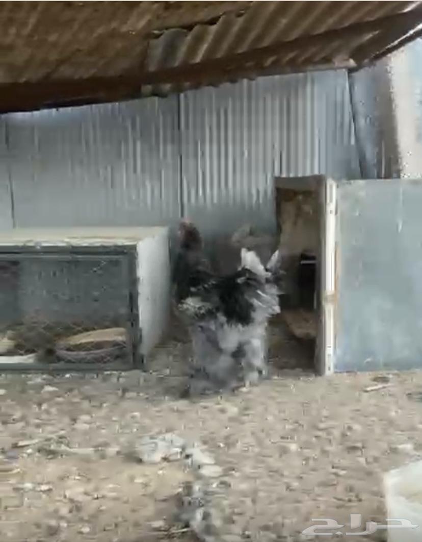 ديك براهم للبيع64263909859585112