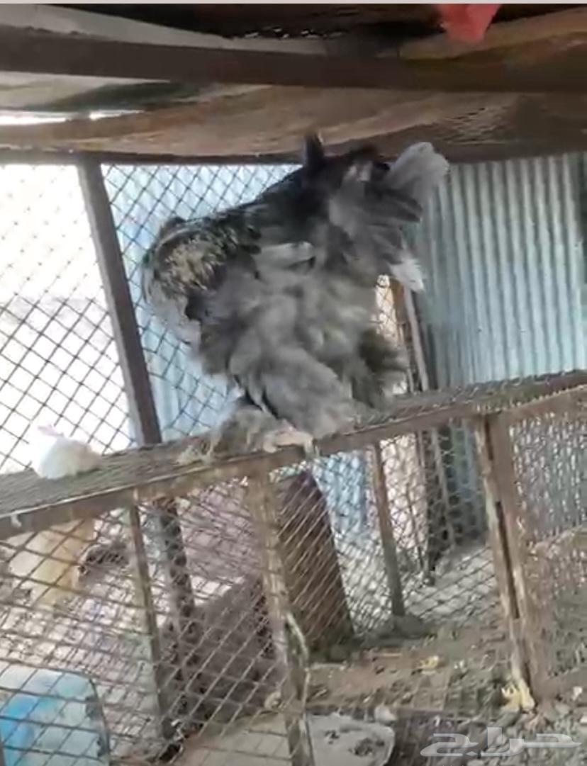 ديك براهم للبيع64263909859585110