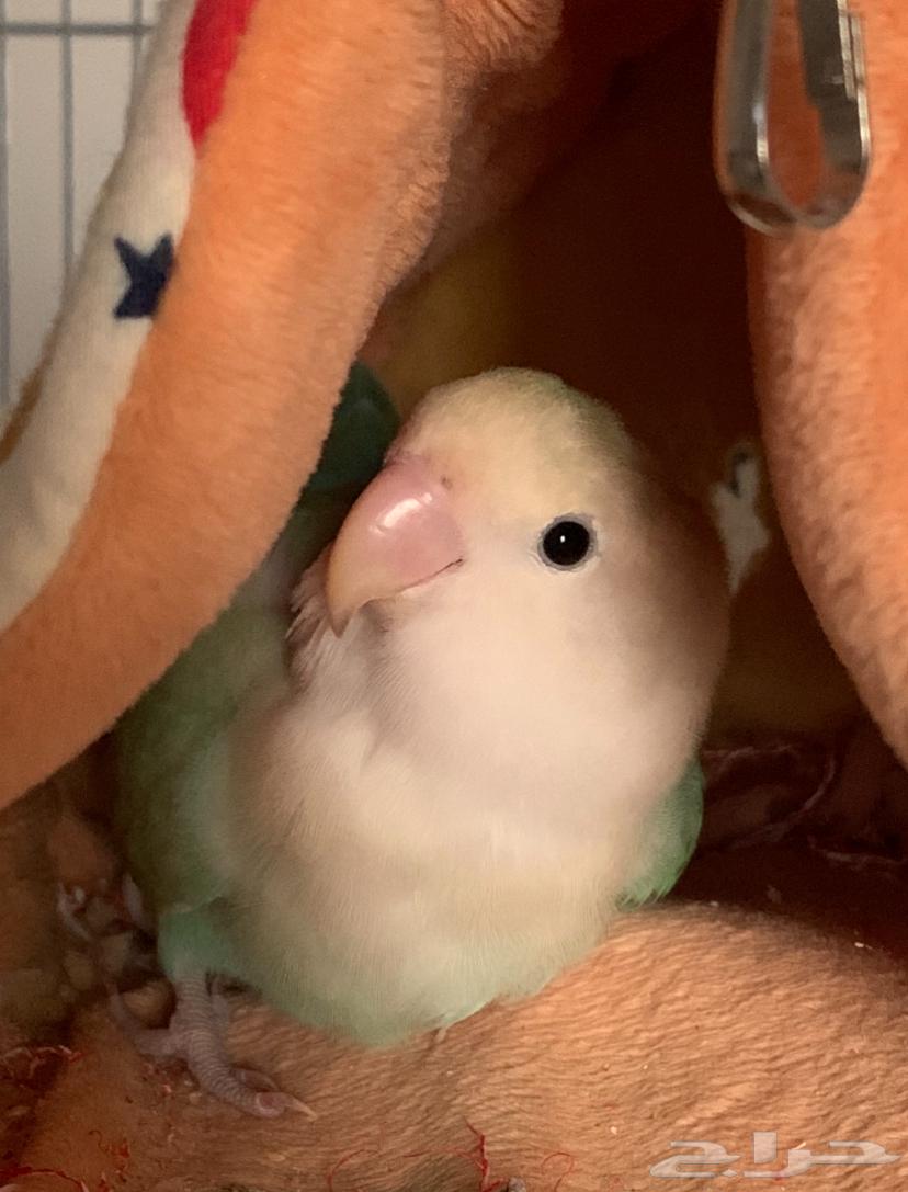 طير روز زوج ذكر وانثى64395615392258112