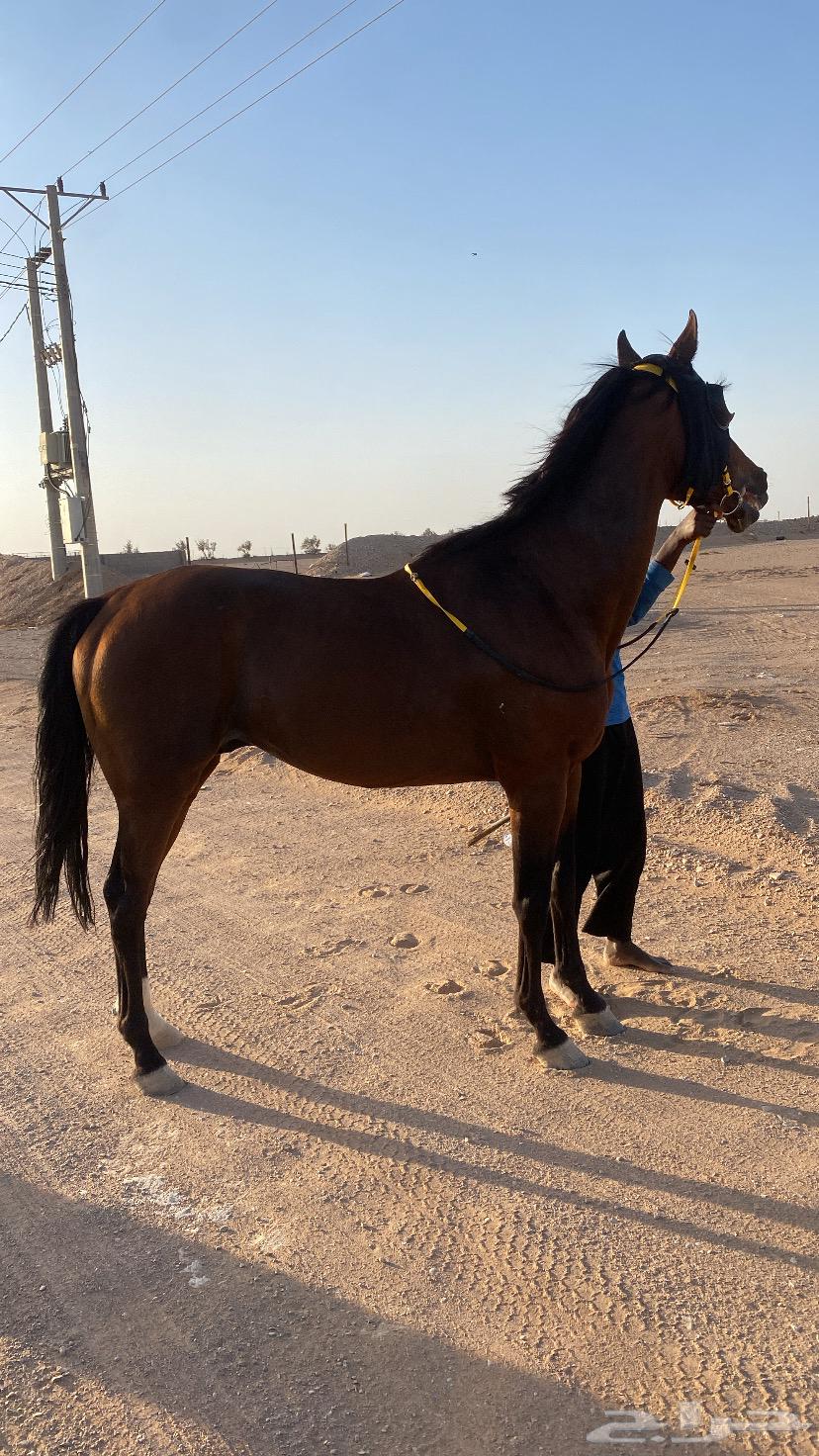 حصان انقلينزي سبوق64262020812803111