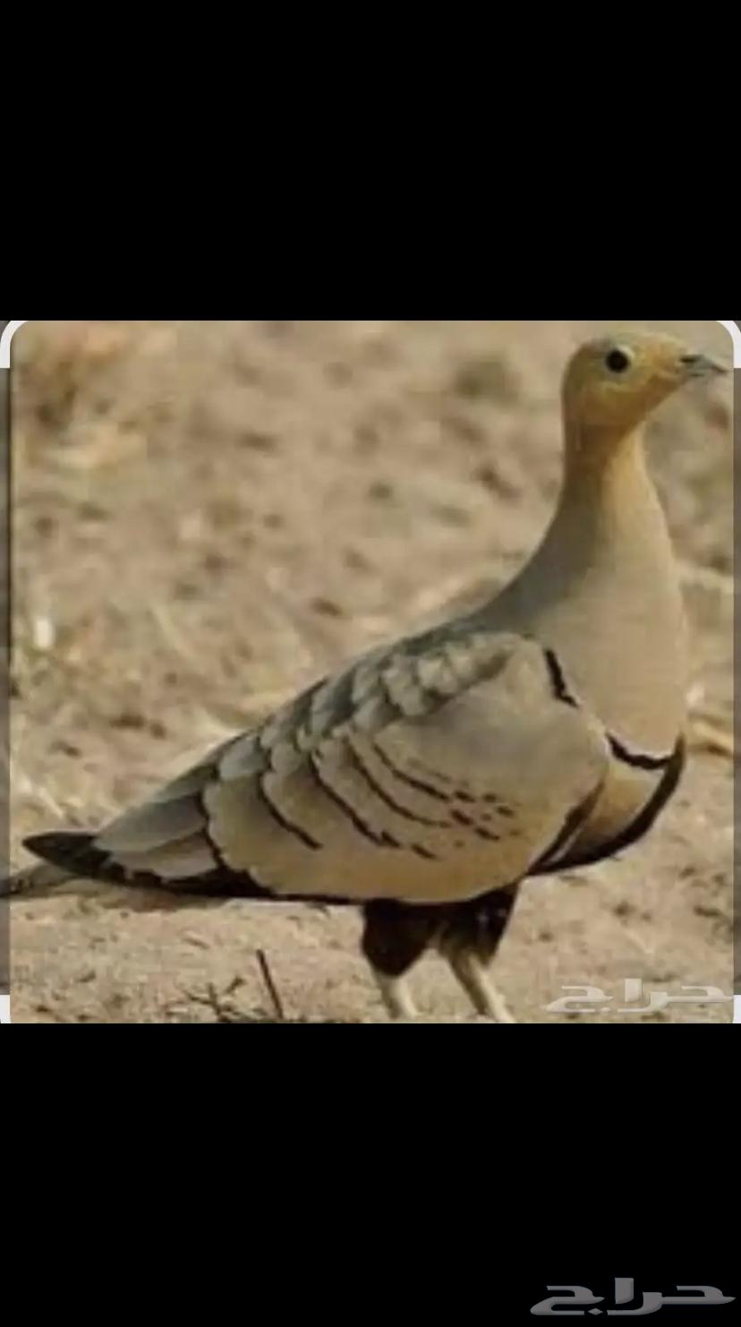 قطاء نغاق64266487821315110