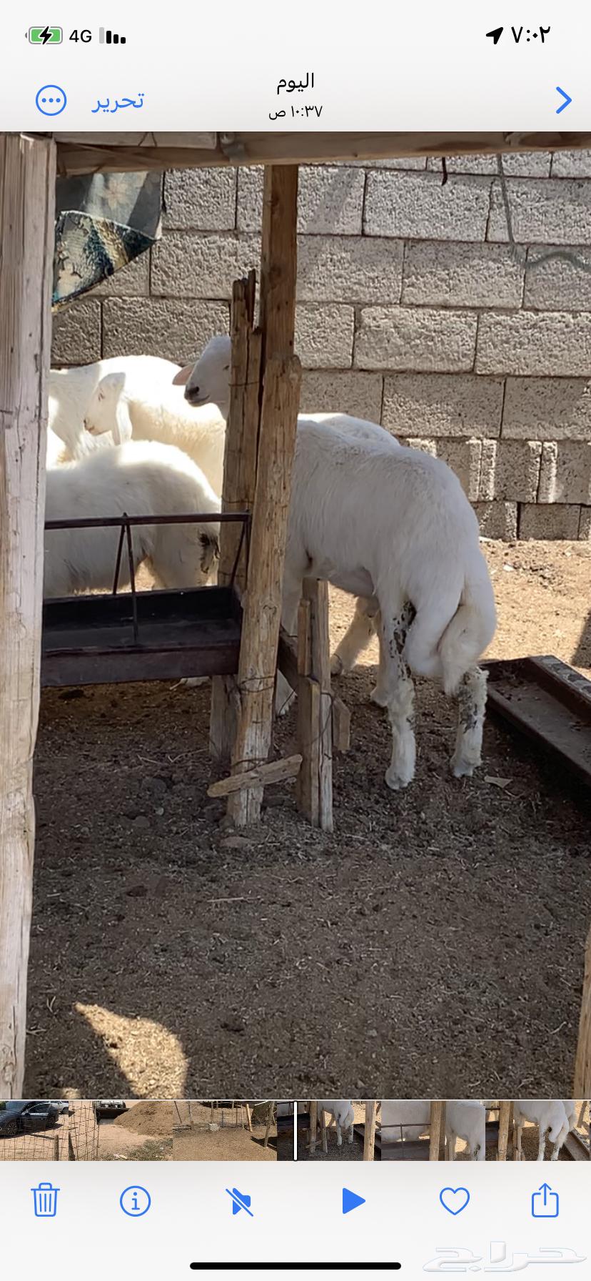 ذبايح حرية جبرة64263536350081111