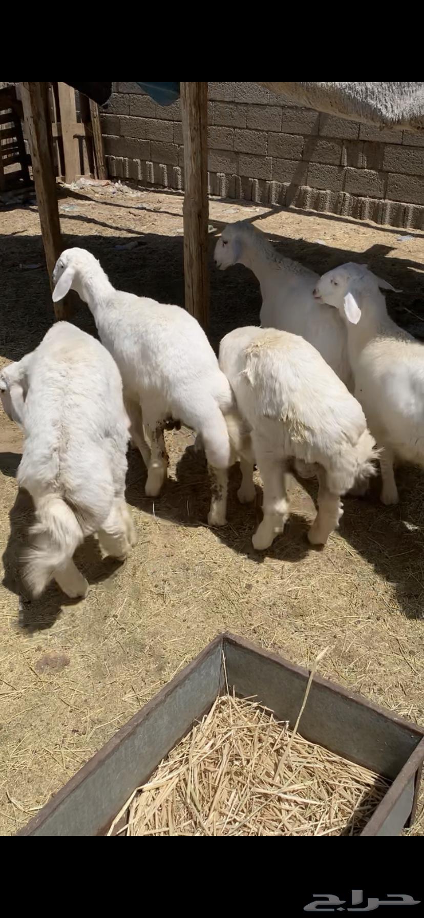 ذبايح حرية جبرة64263536350081113