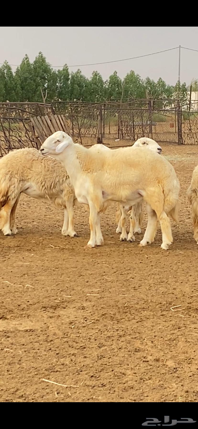 Free stallion project (((Sold)))64271404386051110