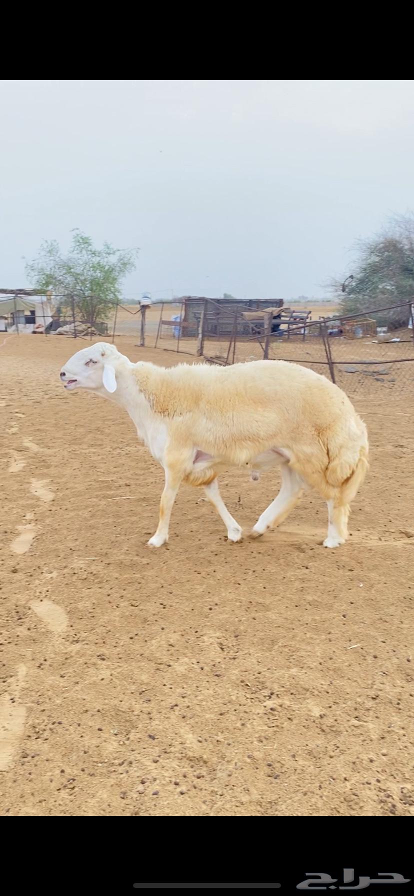 Free stallion project (((Sold)))64271404386051112