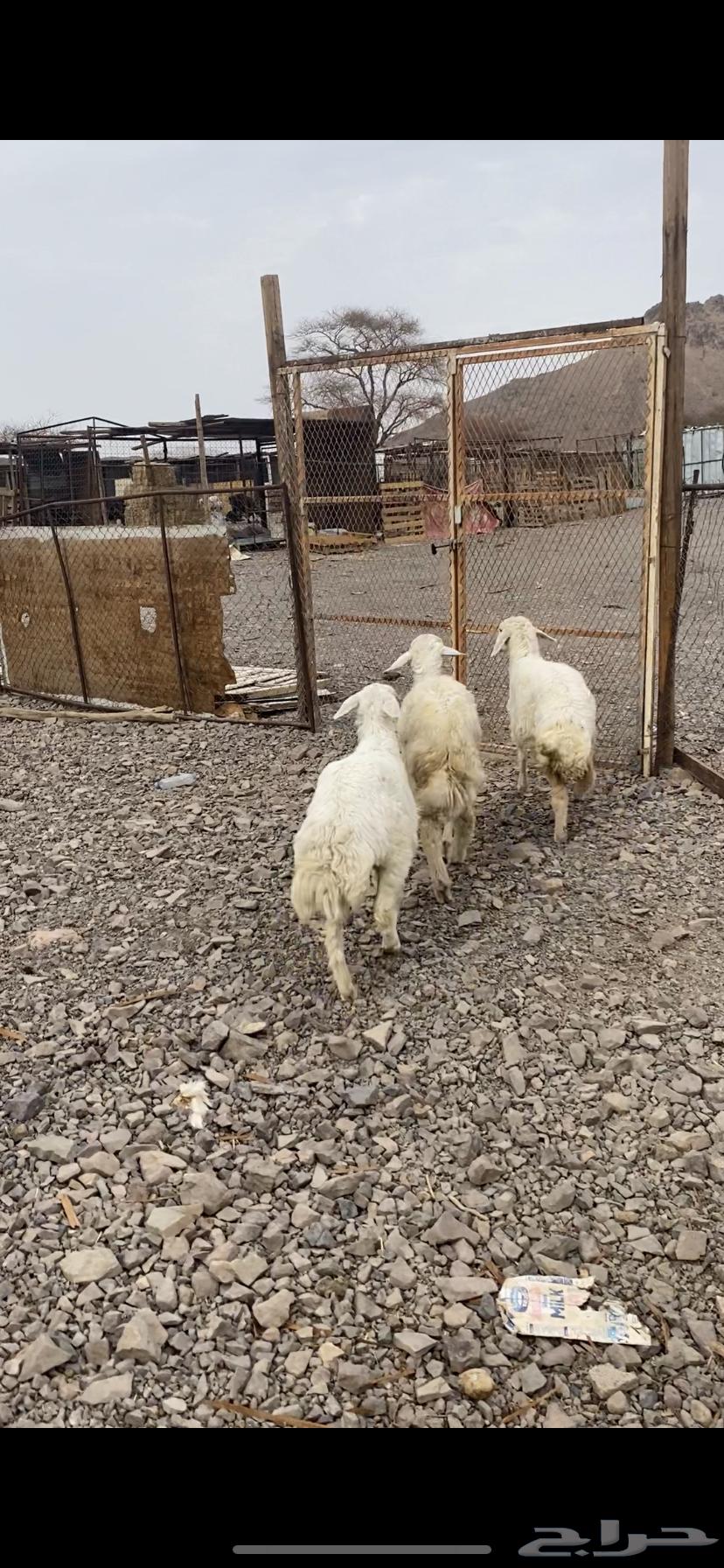 Talay and camels for slaughter64271417713537112