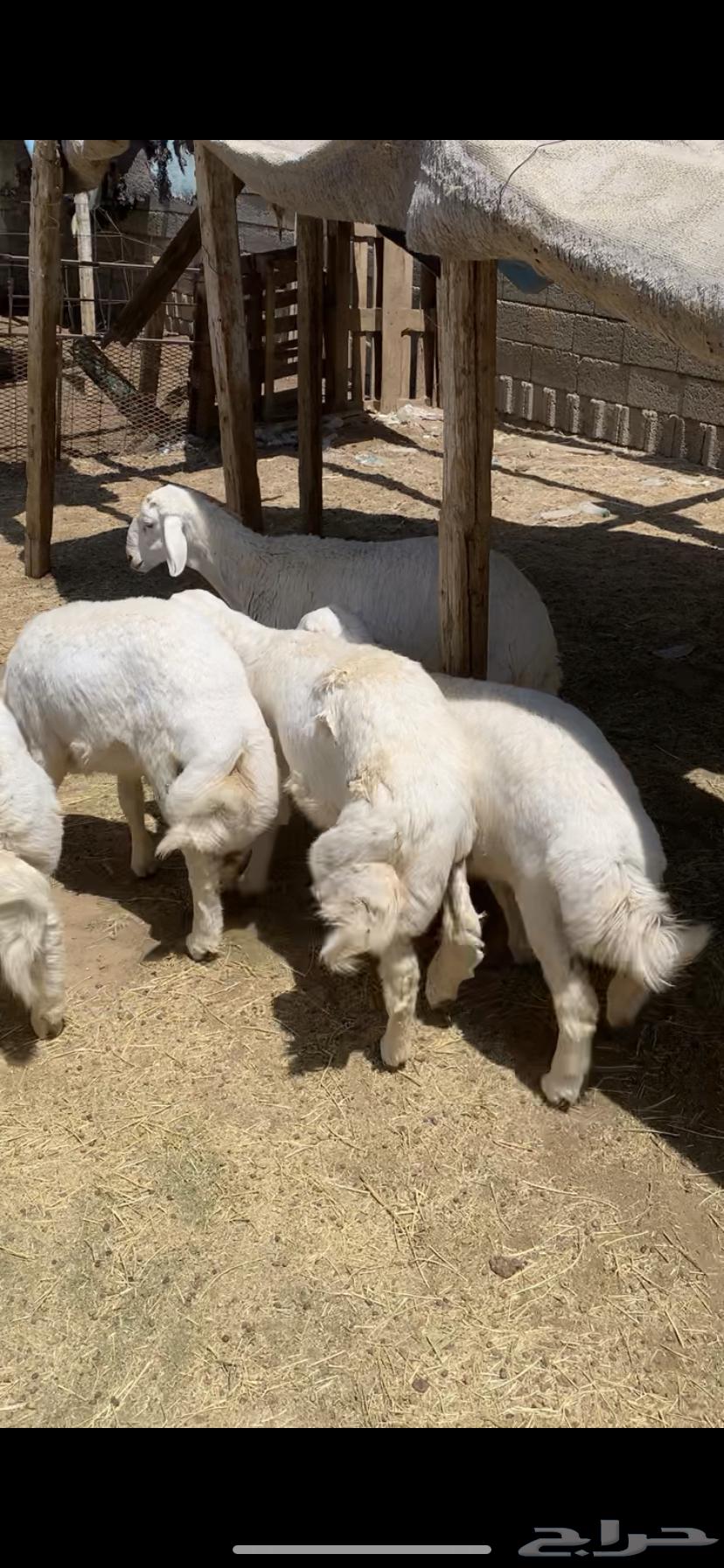 ذبايح حرية جبرة64263536350081112