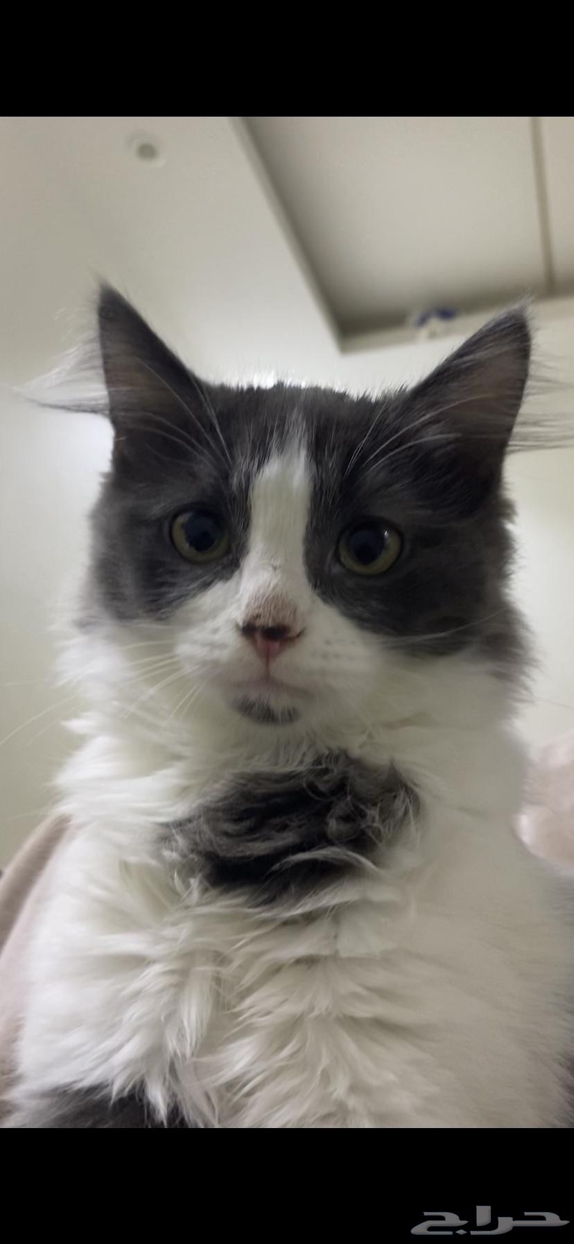 قطتين صغار للبيع مع بعض64288897291907112