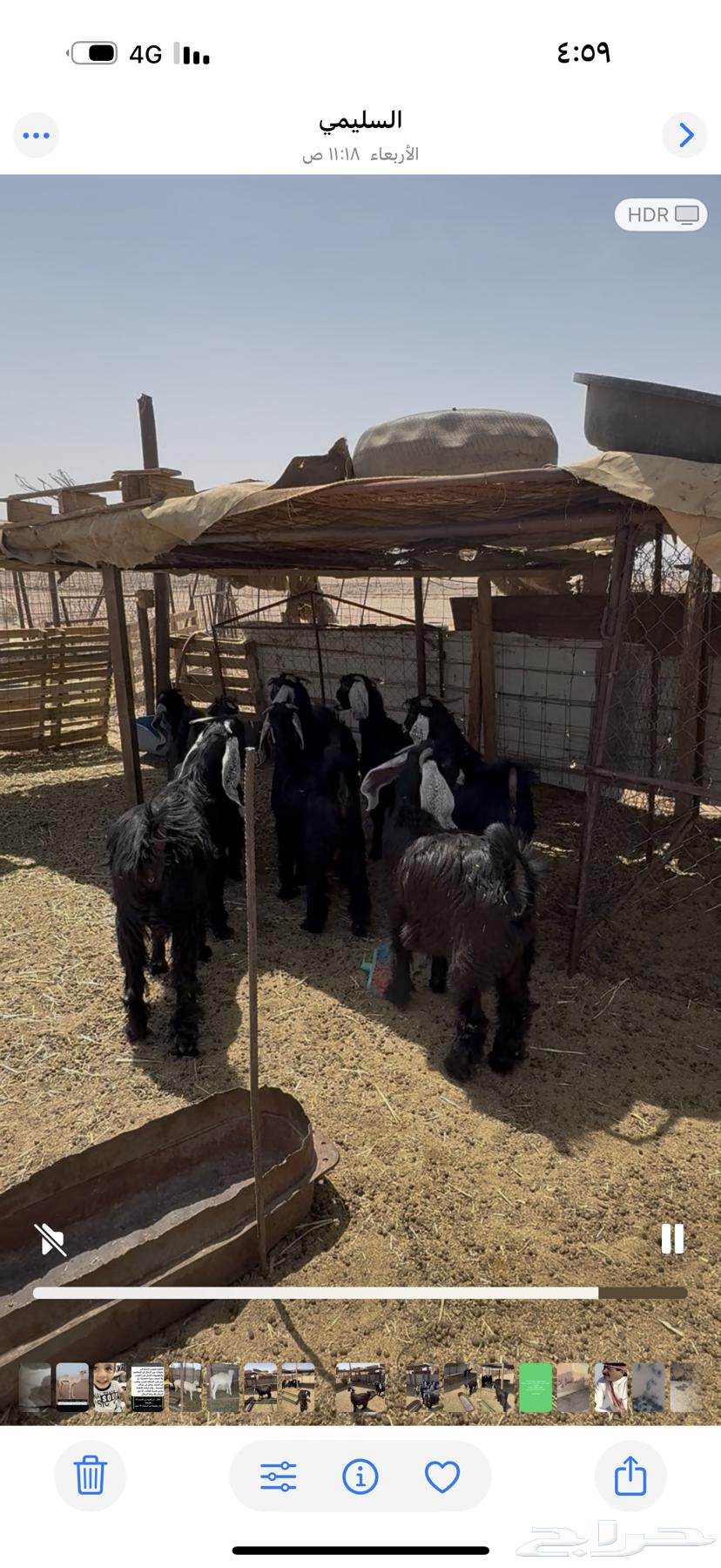 تيوس مخصية وجفار للبيع64271760671234111