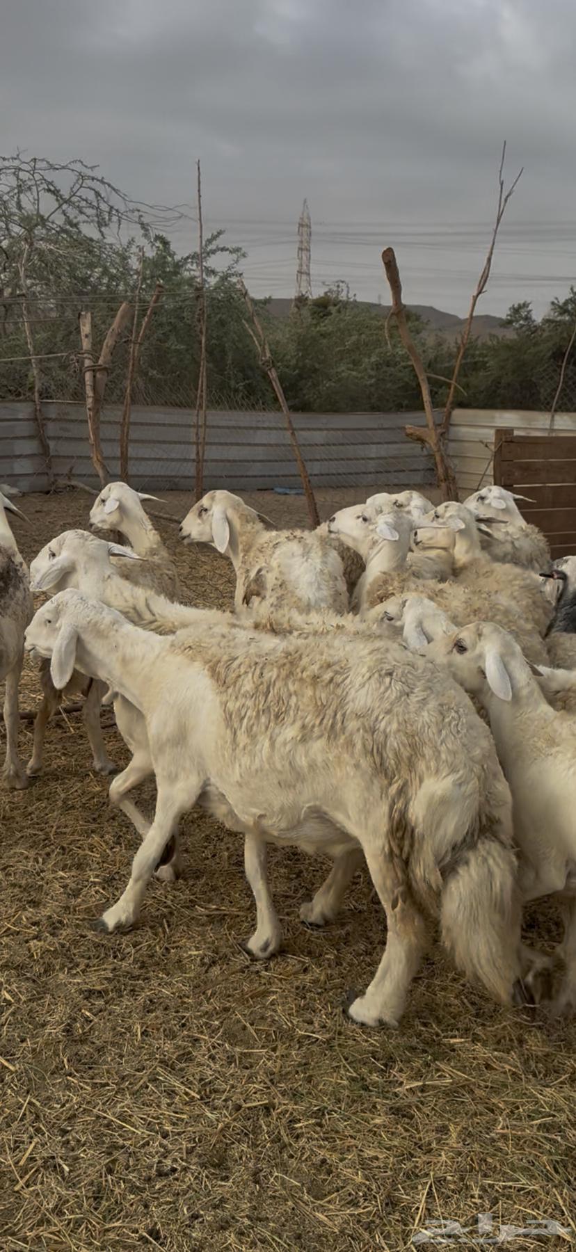 10 ضان حريات فواخر دفيع ولد مراح واحد ع 870 (( تم البيع ))64265318121473110